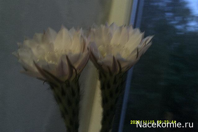 Eva1949 - Дом мечты-души моей воспоминания; 1Abrikoska - Мой гостеприимный дом