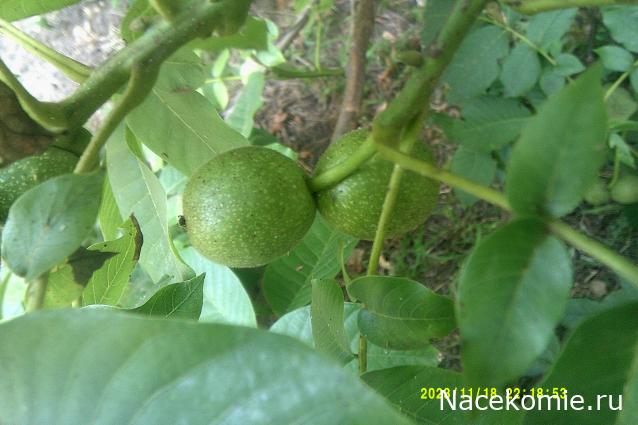 Eva1949 - Дом мечты-души моей воспоминания; 1Abrikoska - Мой гостеприимный дом