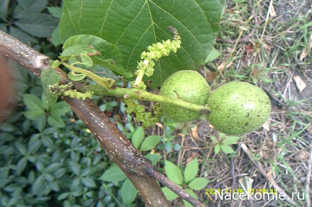 Eva1949 - Дом мечты-души моей воспоминания; 1Abrikoska - Мой гостеприимный дом