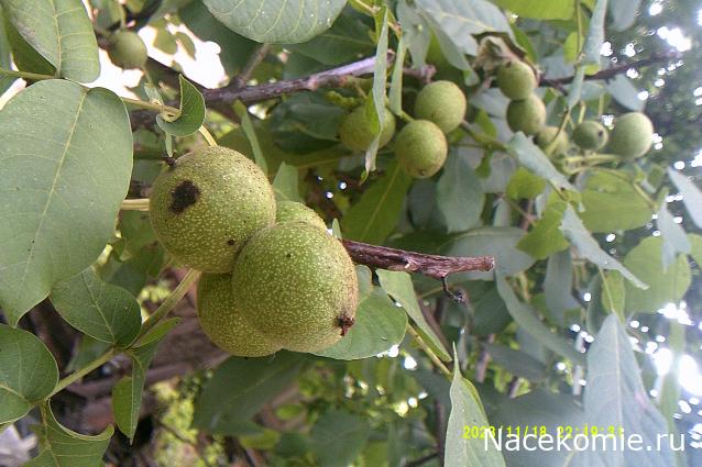 Eva1949 - Дом мечты-души моей воспоминания; 1Abrikoska - Мой гостеприимный дом