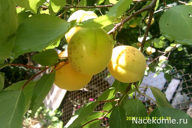 Eva1949 - Дом мечты-души моей воспоминания; 1Abrikoska - Мой гостеприимный дом