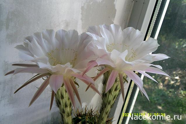 Eva1949 - Дом мечты-души моей воспоминания; 1Abrikoska - Мой гостеприимный дом