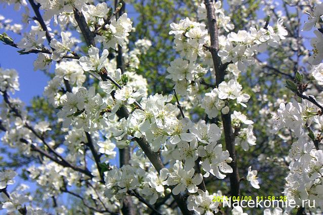 Eva1949 - Дом мечты-души моей воспоминания; 1Abrikoska - Мой гостеприимный дом