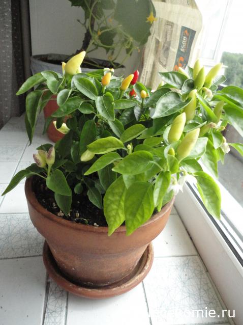 LanaF - Мои домики