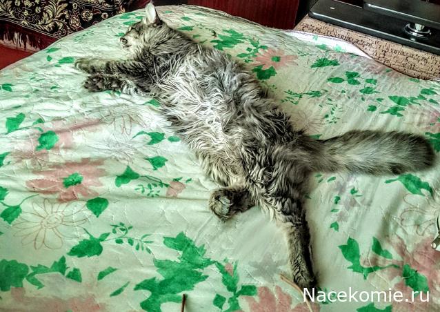 Liana65-Snegana - Мой будущий дом и его обитатели.