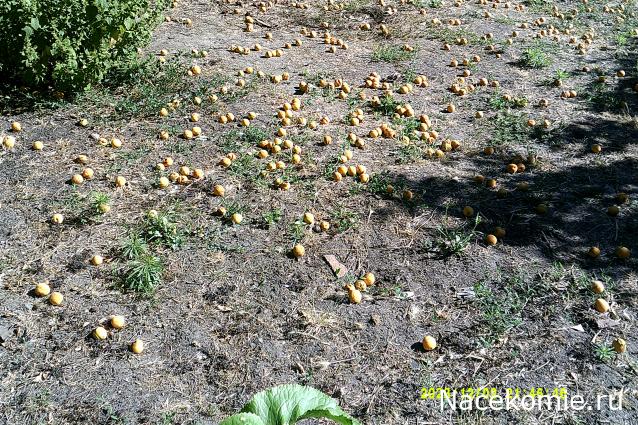 Eva1949 - Дом мечты-души моей воспоминания; 1Abrikoska - Мой гостеприимный дом