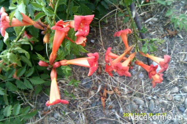 Eva1949 - Дом мечты-души моей воспоминания; 1Abrikoska - Мой гостеприимный дом