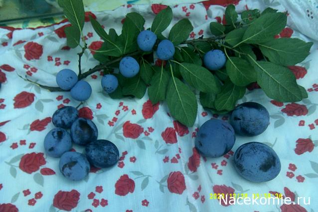 Eva1949 - Дом мечты-души моей воспоминания; 1Abrikoska - Мой гостеприимный дом