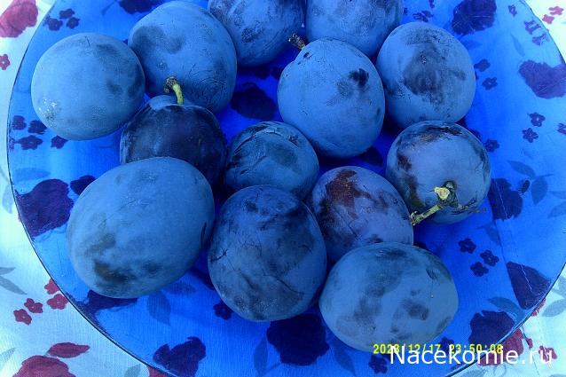 Eva1949 - Дом мечты-души моей воспоминания; 1Abrikoska - Мой гостеприимный дом