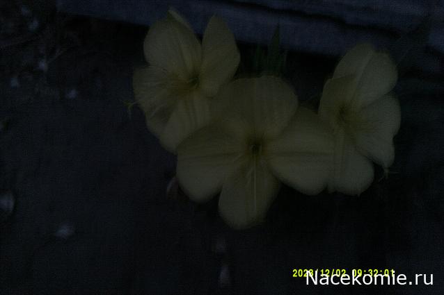 Eva1949 - Дом мечты-души моей воспоминания; 1Abrikoska - Мой гостеприимный дом