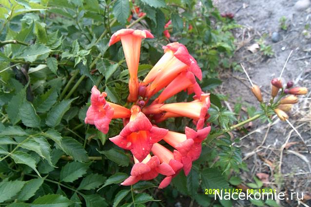 Eva1949 - Дом мечты-души моей воспоминания; 1Abrikoska - Мой гостеприимный дом