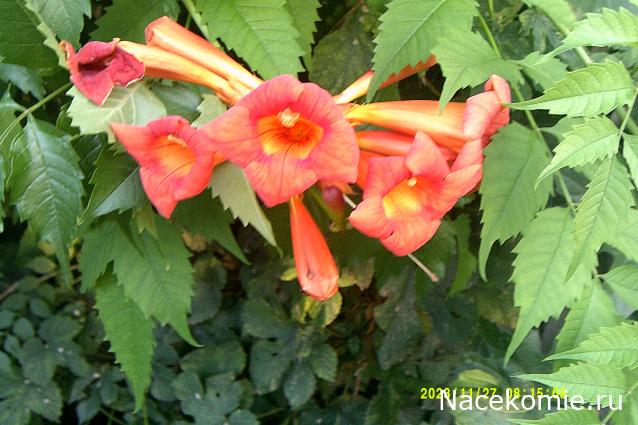 Eva1949 - Дом мечты-души моей воспоминания; 1Abrikoska - Мой гостеприимный дом