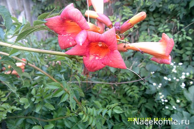 Eva1949 - Дом мечты-души моей воспоминания; 1Abrikoska - Мой гостеприимный дом