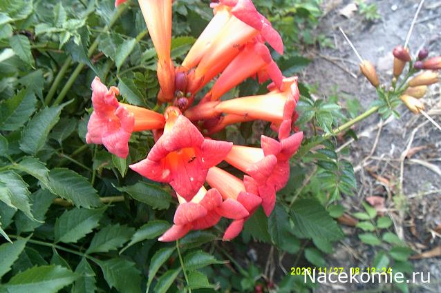 Eva1949 - Дом мечты-души моей воспоминания; 1Abrikoska - Мой гостеприимный дом