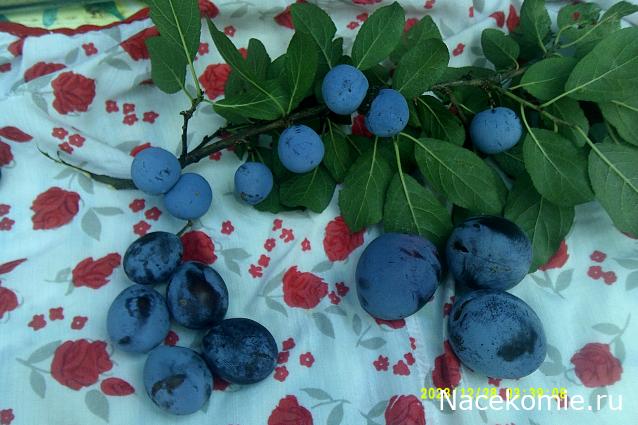 Eva1949 - Дом мечты-души моей воспоминания; 1Abrikoska - Мой гостеприимный дом