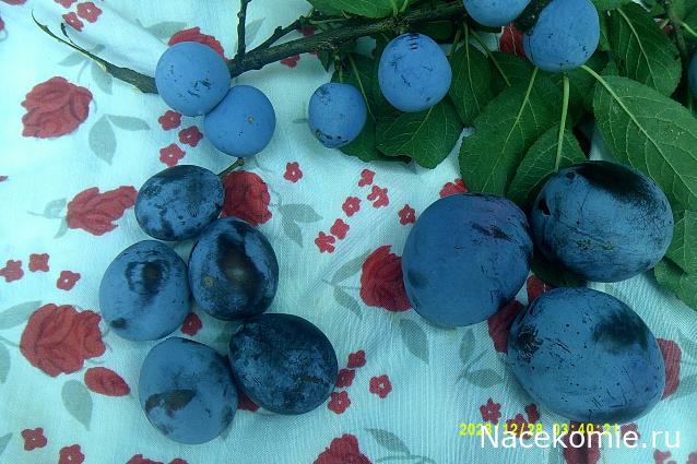 Eva1949 - Дом мечты-души моей воспоминания; 1Abrikoska - Мой гостеприимный дом