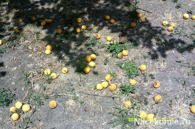 Eva1949 - Дом мечты-души моей воспоминания; 1Abrikoska - Мой гостеприимный дом