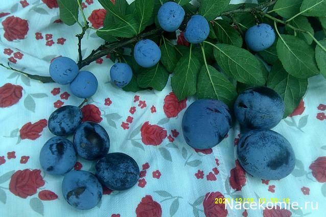 Eva1949 - Дом мечты-души моей воспоминания; 1Abrikoska - Мой гостеприимный дом