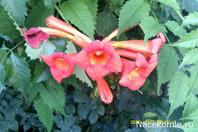 Eva1949 - Дом мечты-души моей воспоминания; 1Abrikoska - Мой гостеприимный дом