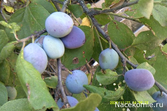 Eva1949 - Дом мечты-души моей воспоминания; 1Abrikoska - Мой гостеприимный дом