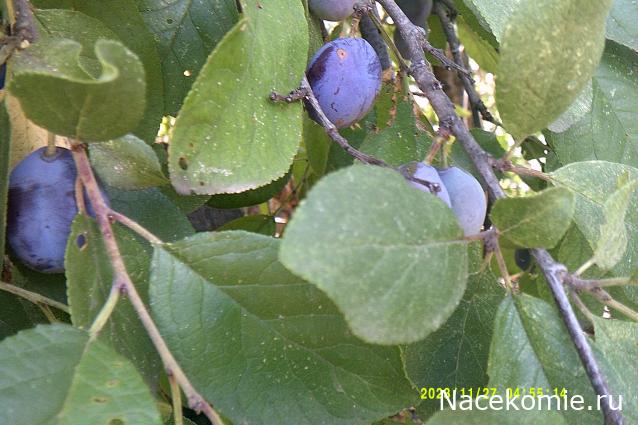 Eva1949 - Дом мечты-души моей воспоминания; 1Abrikoska - Мой гостеприимный дом