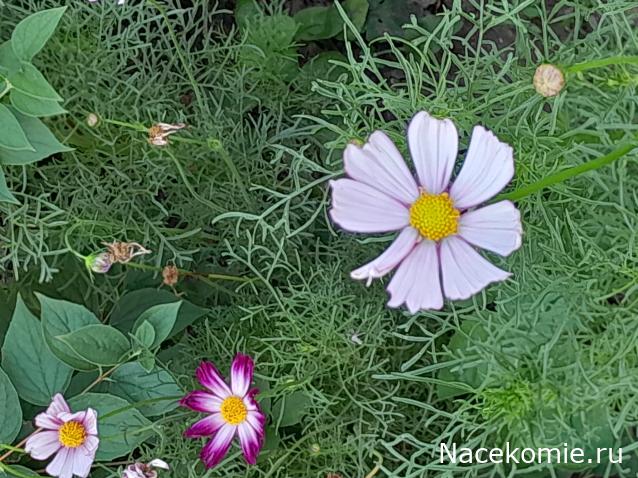 Liana65-Snegana - Мой будущий дом и его обитатели.