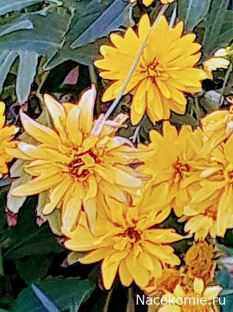 Liana65-Snegana - Мой будущий дом и его обитатели.