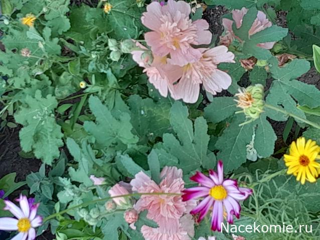 Liana65-Snegana - Мой будущий дом и его обитатели.