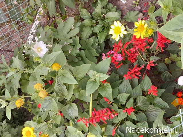 Liana65-Snegana - Мой будущий дом и его обитатели.