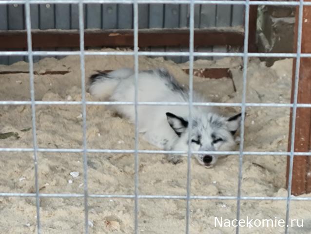 "Живой уголок"