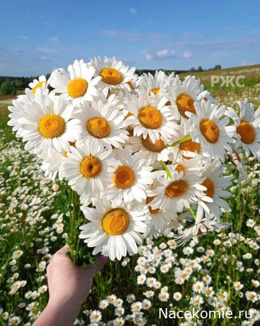 Eva1949 - Дом мечты-души моей воспоминания; 1Abrikoska - Мой гостеприимный дом