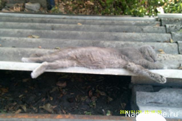 Eva1949 - Дом мечты-души моей воспоминания; 1Abrikoska - Мой гостеприимный дом