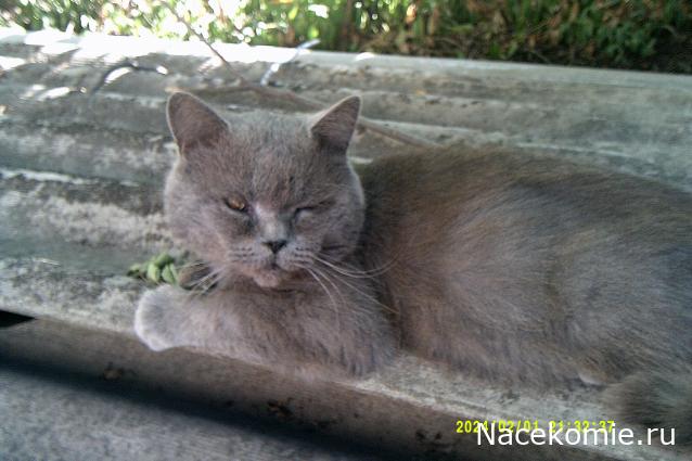 Eva1949 - Дом мечты-души моей воспоминания; 1Abrikoska - Мой гостеприимный дом