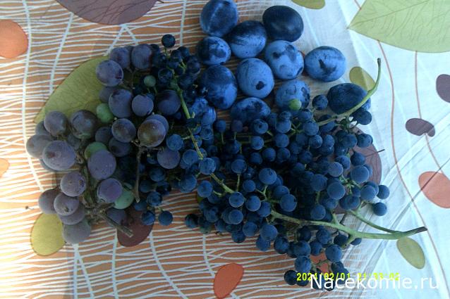 Eva1949 - Дом мечты-души моей воспоминания; 1Abrikoska - Мой гостеприимный дом