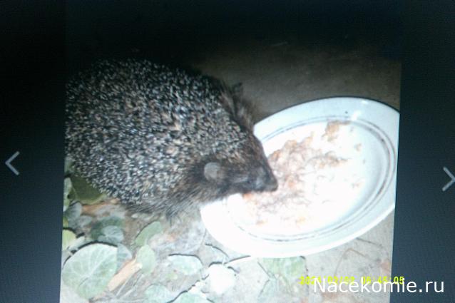 Eva1949 - Дом мечты-души моей воспоминания; 1Abrikoska - Мой гостеприимный дом