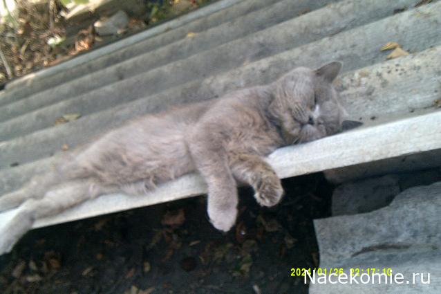 Eva1949 - Дом мечты-души моей воспоминания; 1Abrikoska - Мой гостеприимный дом