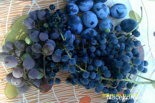 Eva1949 - Дом мечты-души моей воспоминания; 1Abrikoska - Мой гостеприимный дом