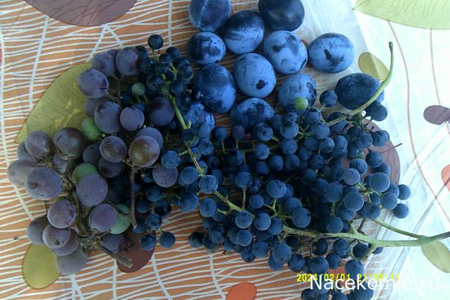 Eva1949 - Дом мечты-души моей воспоминания; 1Abrikoska - Мой гостеприимный дом