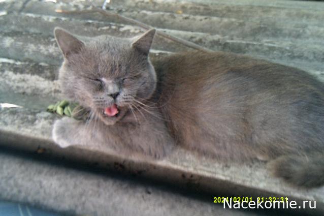 Eva1949 - Дом мечты-души моей воспоминания; 1Abrikoska - Мой гостеприимный дом