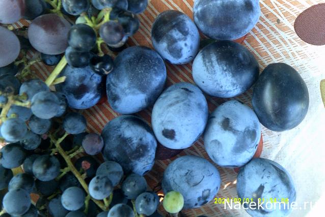 Eva1949 - Дом мечты-души моей воспоминания; 1Abrikoska - Мой гостеприимный дом