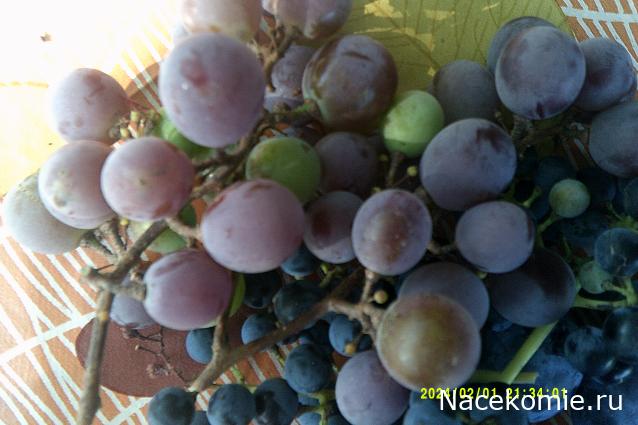 Eva1949 - Дом мечты-души моей воспоминания; 1Abrikoska - Мой гостеприимный дом