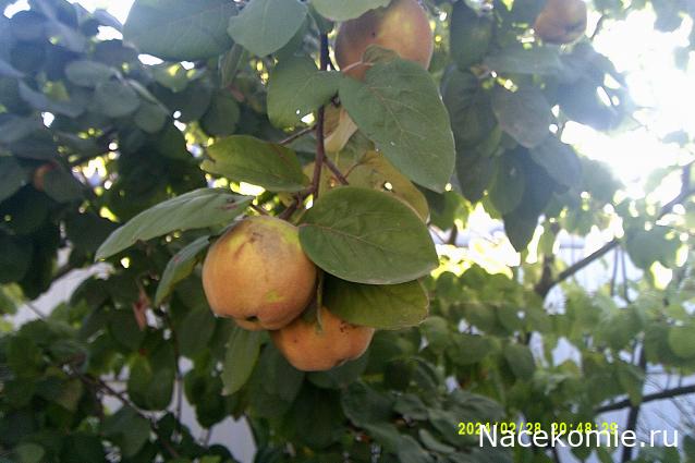 Eva1949 - Дом мечты-души моей воспоминания; 1Abrikoska - Мой гостеприимный дом