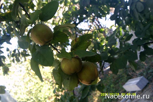 Eva1949 - Дом мечты-души моей воспоминания; 1Abrikoska - Мой гостеприимный дом