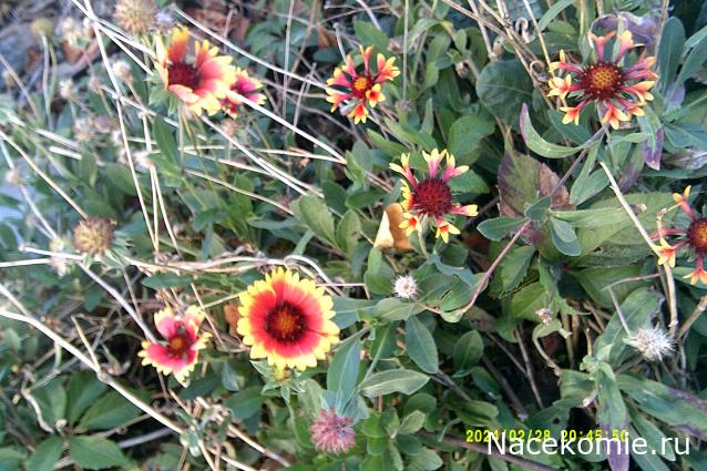 Eva1949 - Дом мечты-души моей воспоминания; 1Abrikoska - Мой гостеприимный дом