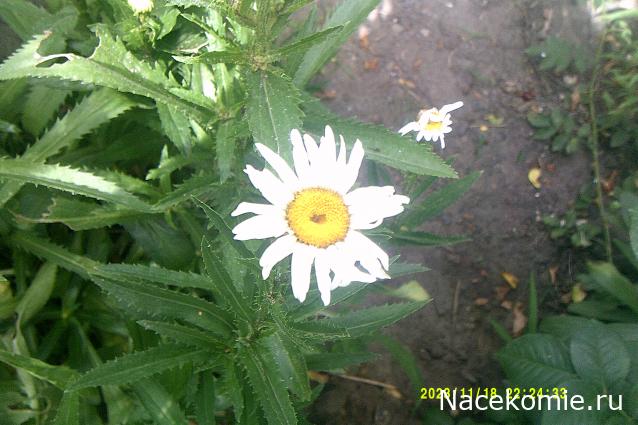 Eva1949 - Дом мечты-души моей воспоминания; 1Abrikoska - Мой гостеприимный дом