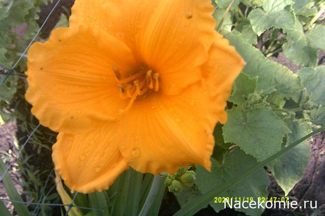 Eva1949 - Дом мечты-души моей воспоминания; 1Abrikoska - Мой гостеприимный дом