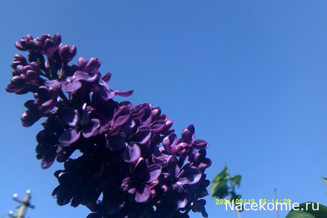 Eva1949 - Дом мечты-души моей воспоминания; 1Abrikoska - Мой гостеприимный дом