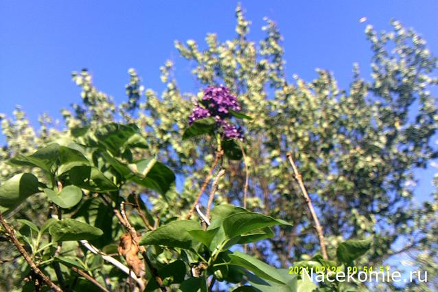 Eva1949 - Дом мечты-души моей воспоминания; 1Abrikoska - Мой гостеприимный дом