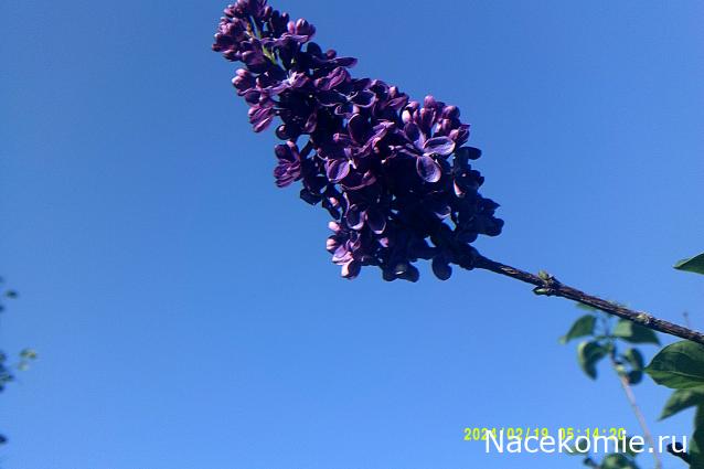 Eva1949 - Дом мечты-души моей воспоминания; 1Abrikoska - Мой гостеприимный дом