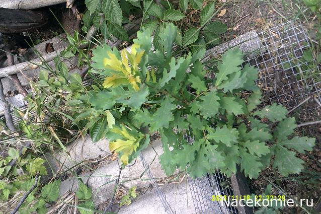 Eva1949 - Дом мечты-души моей воспоминания; 1Abrikoska - Мой гостеприимный дом